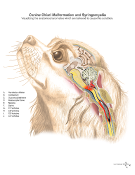 Detailed veterinary illustration of syringomyelia in a Cavalier King Charles