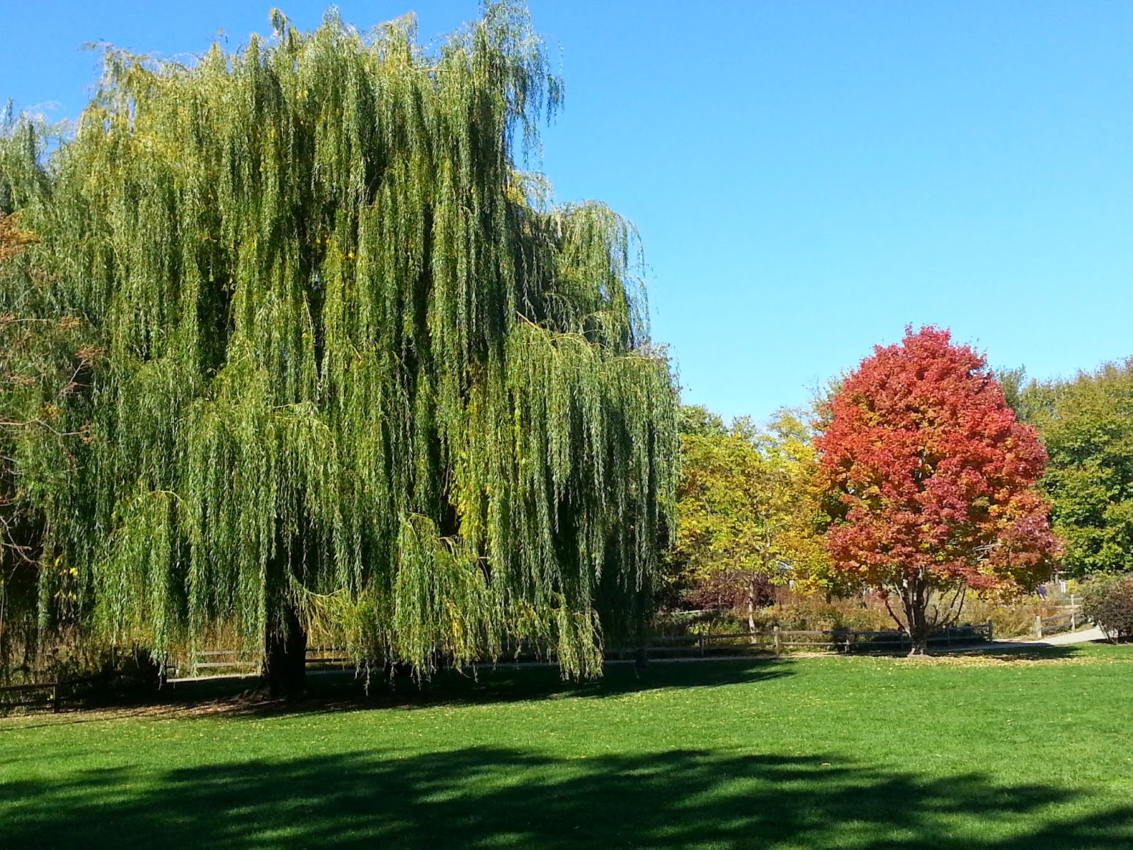 The Chicago Real Estate Local Looking good Winnemac Park