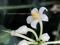Ardisia crenata (flor)