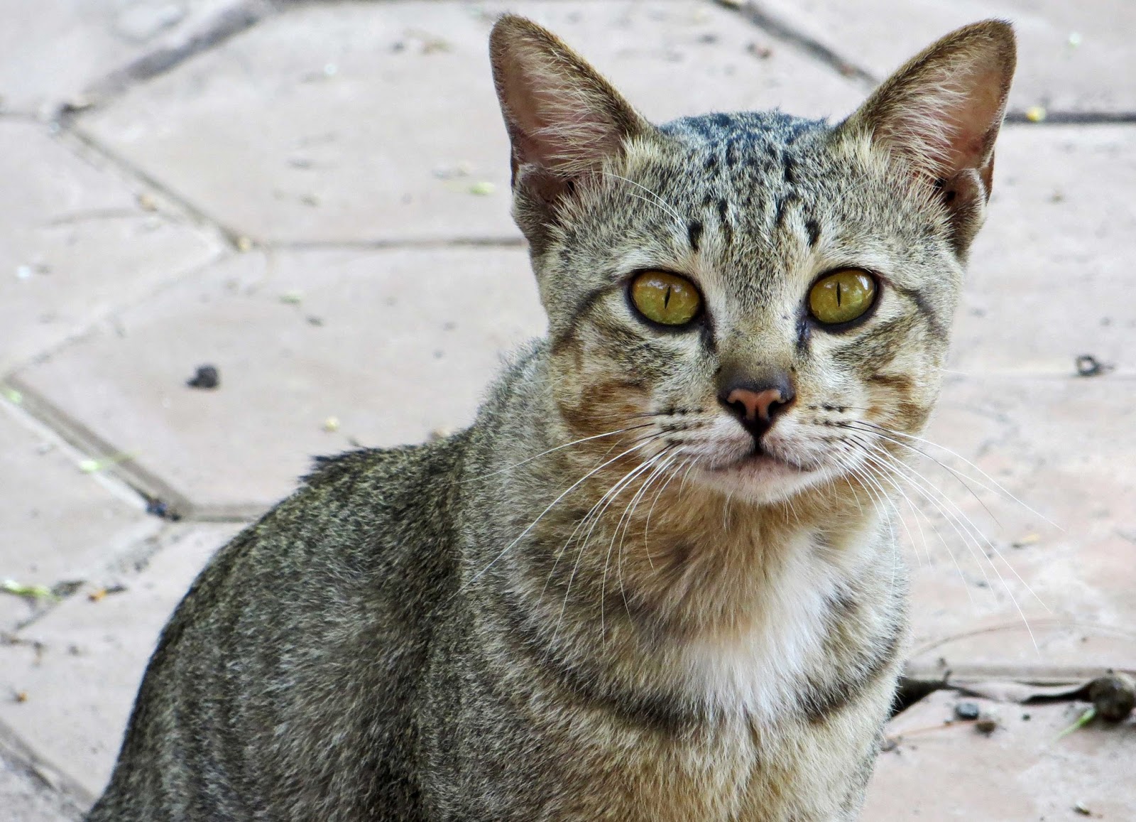 sconzani Cambodia's Cats