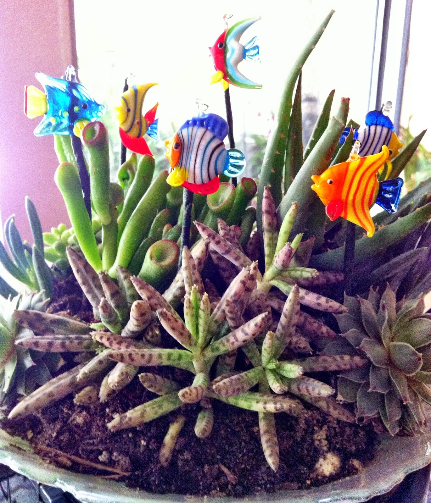 Living as Me A Succulent Aquarium