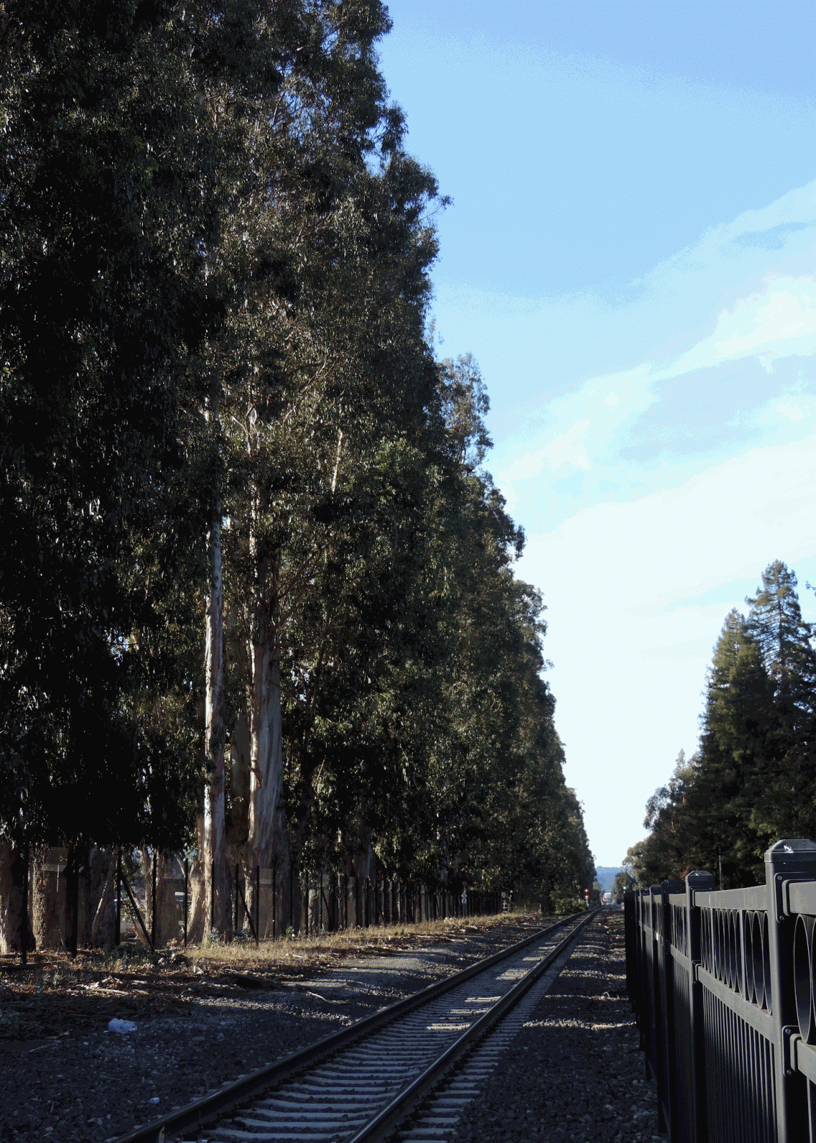 Eden By The Bay Legacy Trees in Burlingame