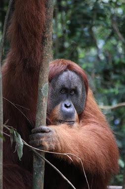 Wildlife Orangutan BukitLawang