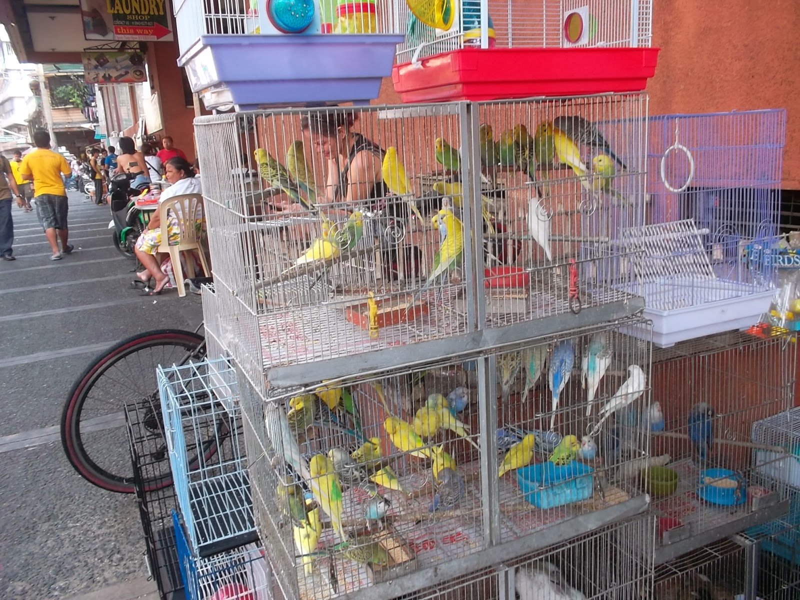 arranque pet market
