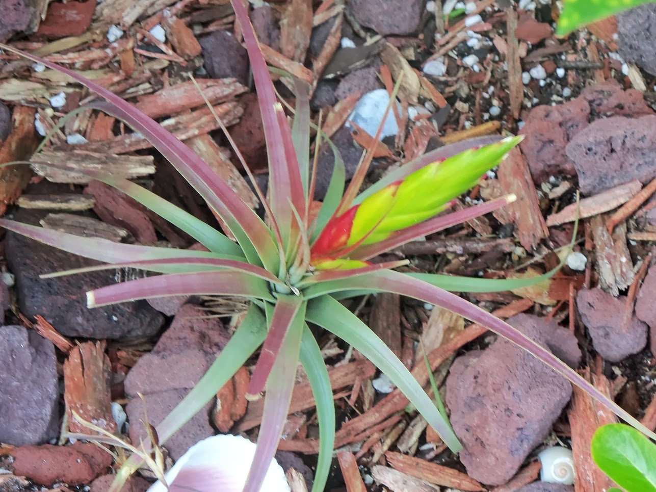 My Life Among the Lithops (and Other Strange Plants