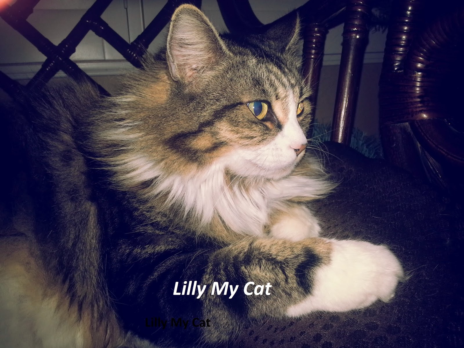 Lilly My Cat Walking Tour & Lilly's Story.....