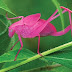 Conheça 5 animais que são naturalmente cor-de-rosa
