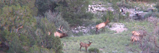 Elk+Hunting+in+Unit+9+with+colburn+and+scott+outfitters+2.jpg