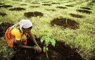 jatropha grown as a biofuel in India
