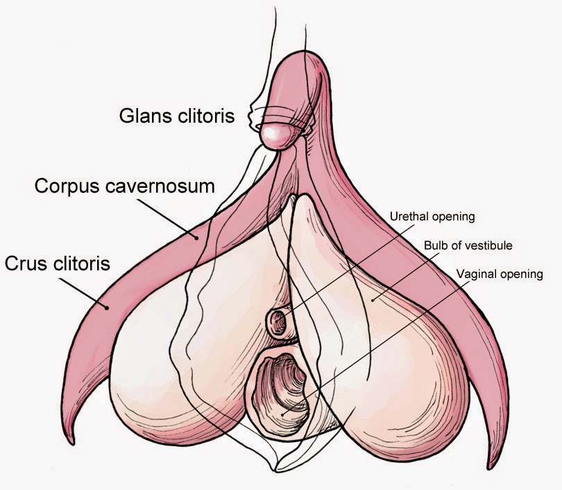 Adult spanking butt plug stories 4 inch clitoris clit