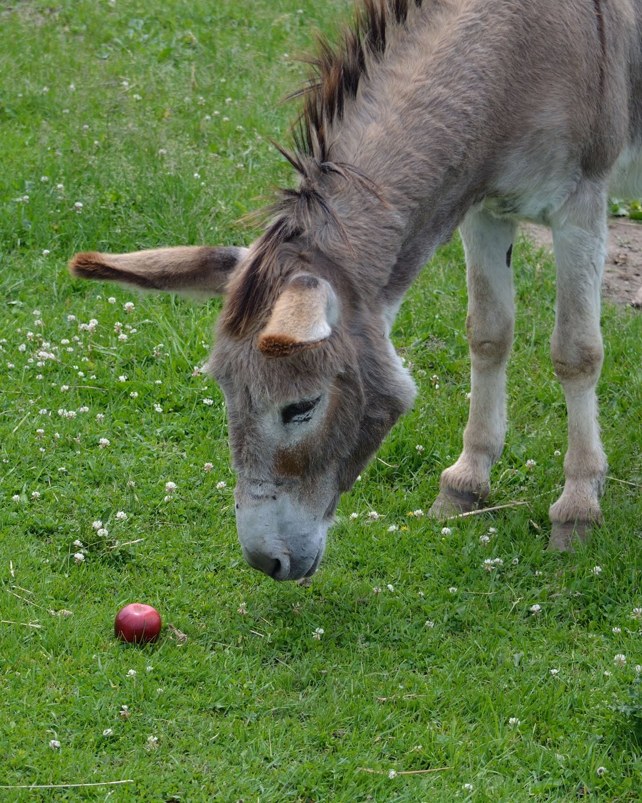 MichaelJohn Phillip The Apple and the Donkey