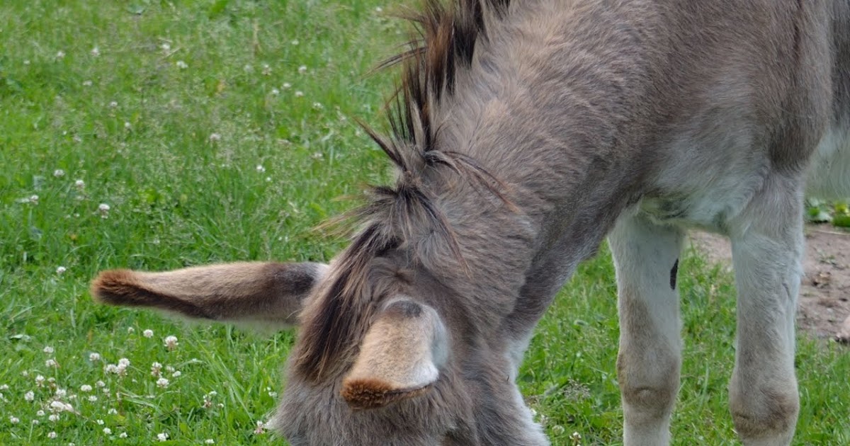 MichaelJohn Phillip The Apple and the Donkey
