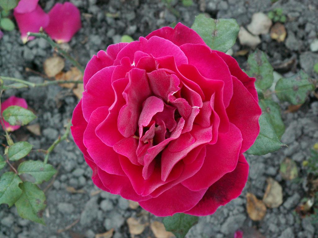 http://4.bp.blogspot.com/-hM9G-xvF9lU/T5PrstW26fI/AAAAAAAACOQ/k6FZSiA-PQE/s1600/Red+pink+rose.jpg