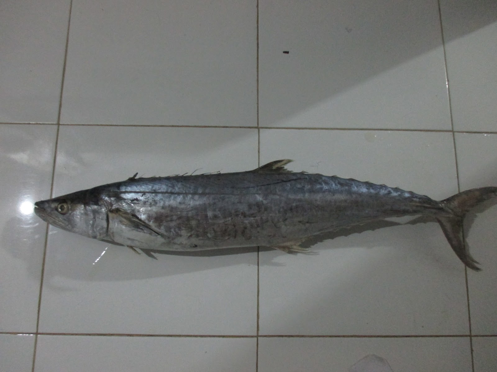 Aquoshofiy - SUPPLIER DAGING IKAN FILLET DAN GILING MUARA ANGKE JAKARTA