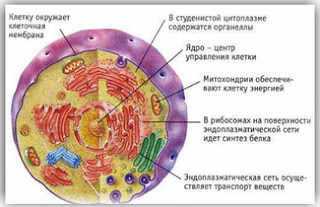 клетка организма
