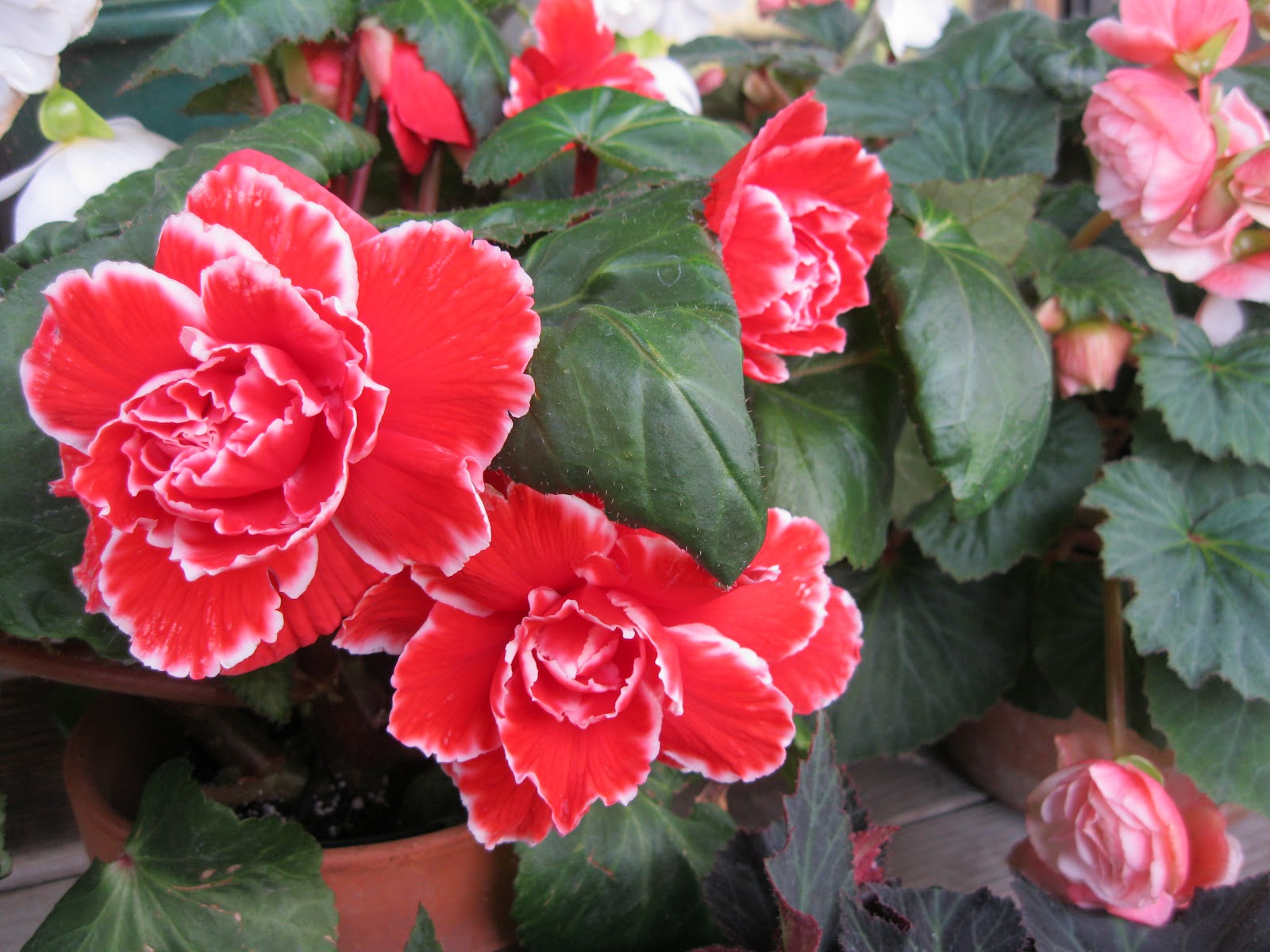 Begonias in the Mist Begonia Breeding at Golden State Bulb Growers