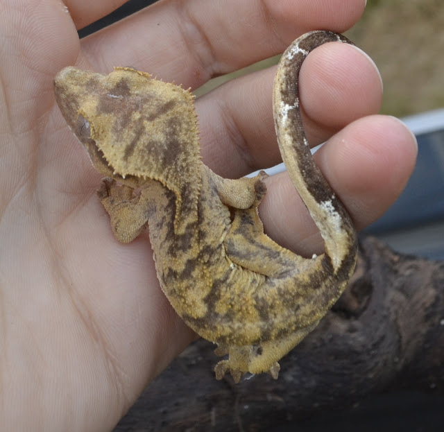 SE England Tiger Crested Gecko - Reptile Forums
