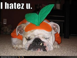 Funny DOG Pictures