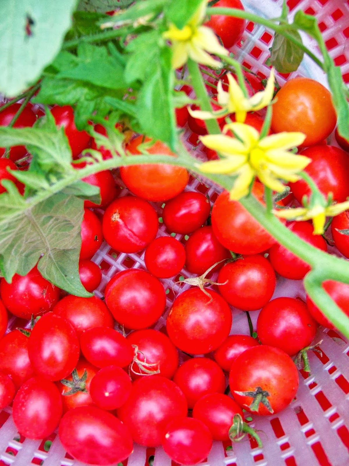 Tell Me A Story CHERRY TOMATOES, Fruit or Vegetable?