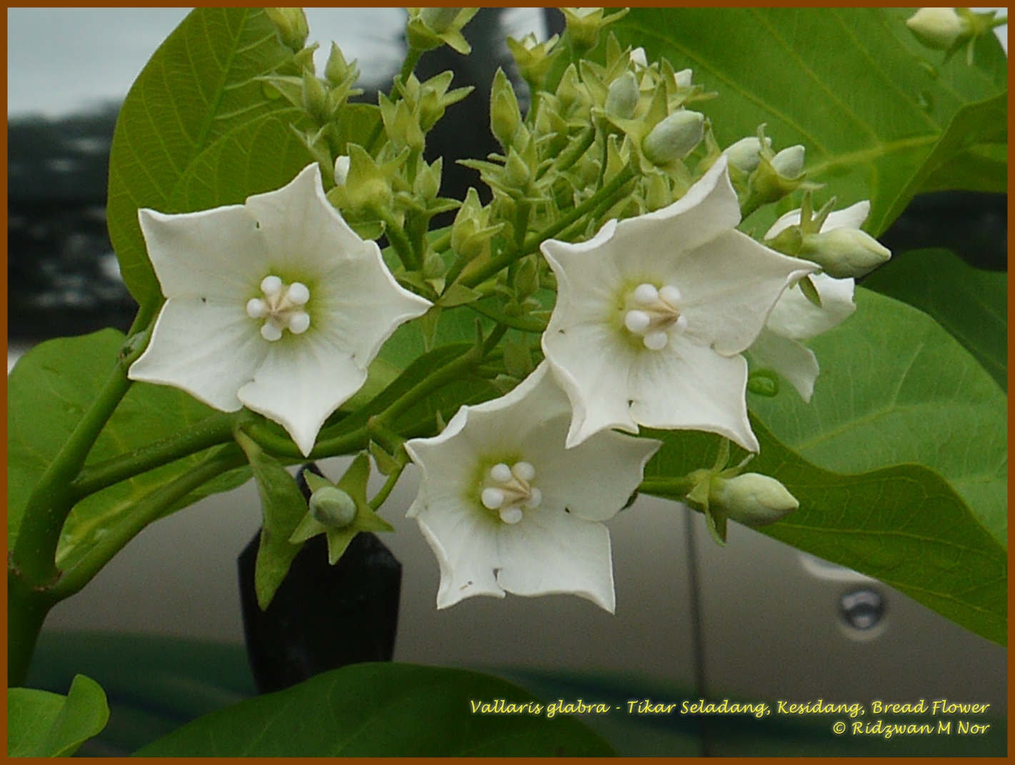 Vallaris glabra, Tikar Seladang, Kesidang, Bread Flower Flowers
