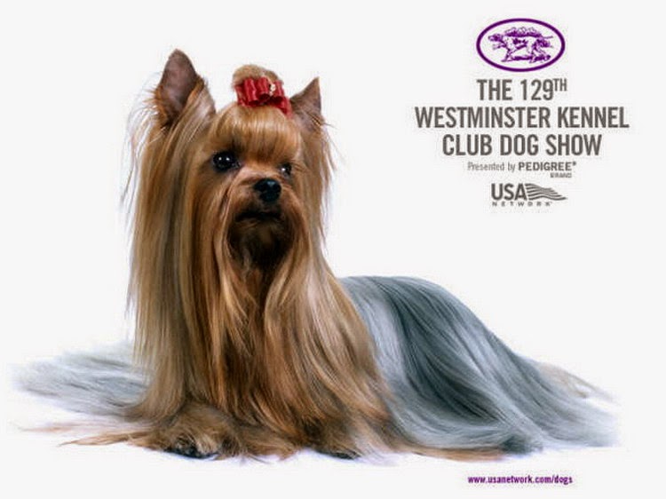 Little Dogs Yorkshire Terrier