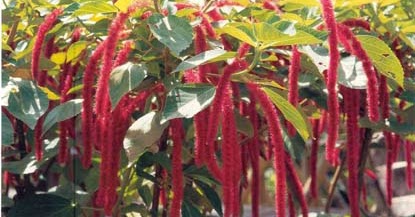 IMAGE TANAMAN: Acalypha wilkesiana, akalipa daun merah