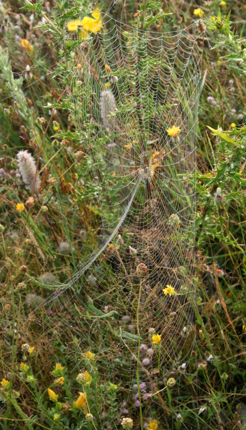 Spiders web Spiders web