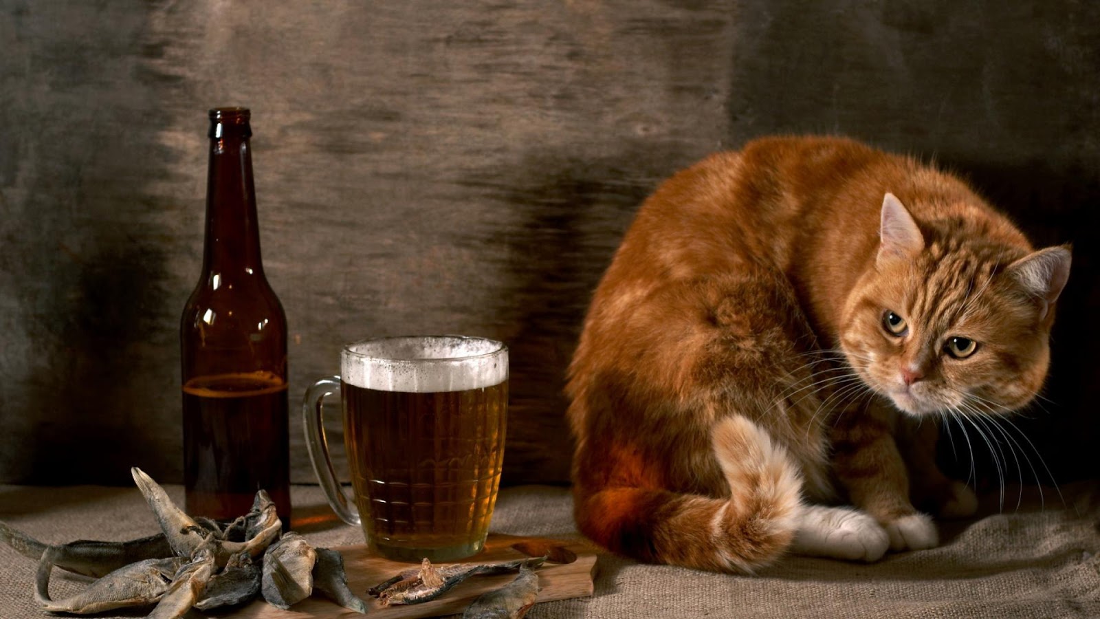 Cat Looking to Beer Funny Wallpapers for Facebook