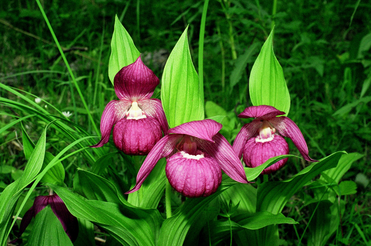 Brilliant Botany This is the orchid Pink Lady’s Slipper. It is...