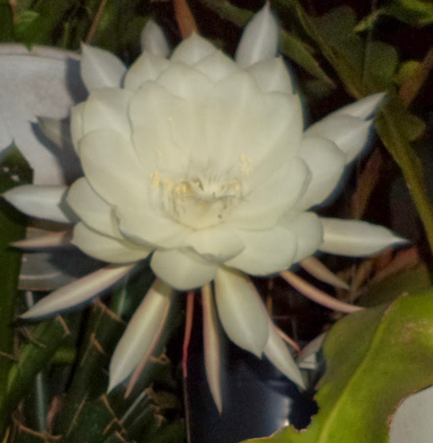 Epiphyllum - Dama da Noite branca
