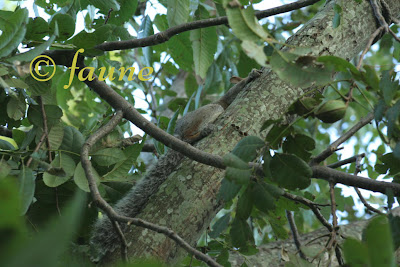 Squirrel hiding along tree trunk