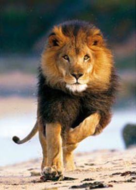 Encyclopedia: Lion Running