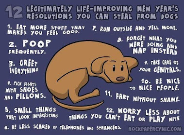 What we can learn from our pets: