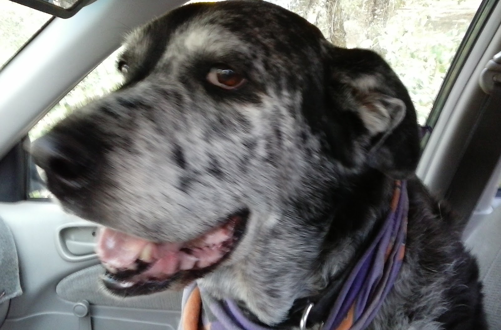 Can My Radiation Therapy Effect My Dog Can My Radiation Therapy Effect My Dog