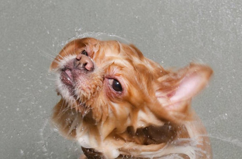 wet-dogs-(15).jpg