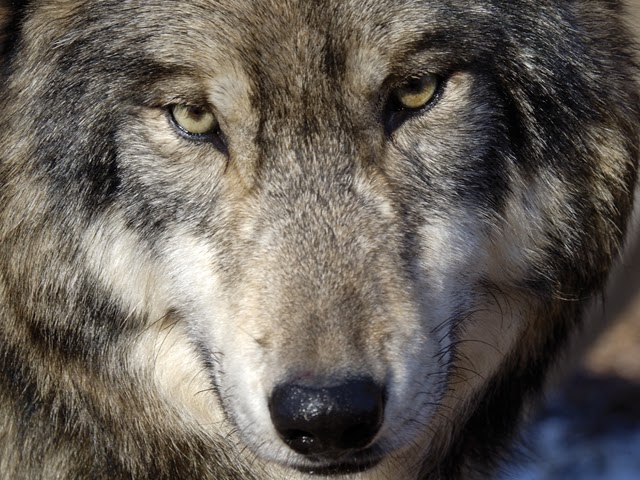 veterinary online: Wolf
