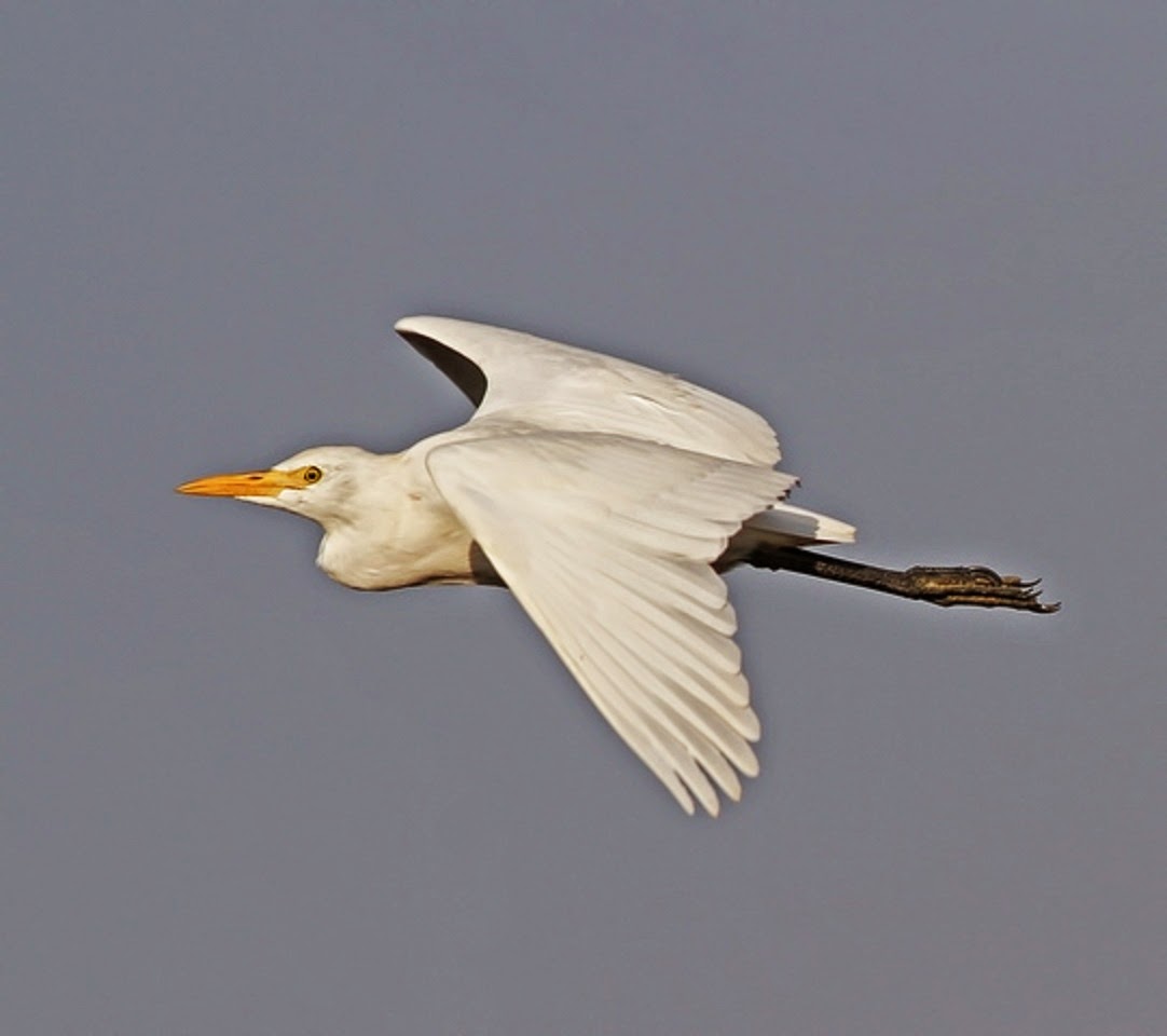 Amezing Cattle Egret Flying Wallpaper - FREE ALL HD WALLPAPERS DOWNLOAD