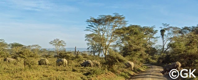 Sechs Nashornweibchen haben einen Bullen im Schlepp