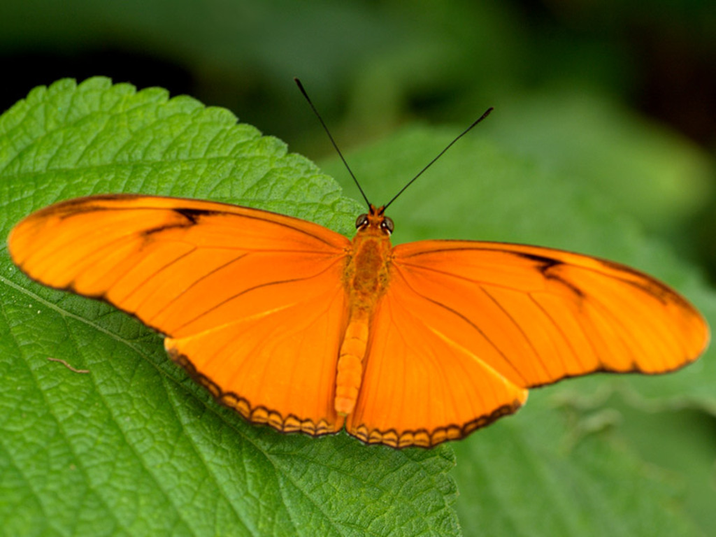 Beautiful Wallpapers butterflys wallpapers butterfly wallpaper