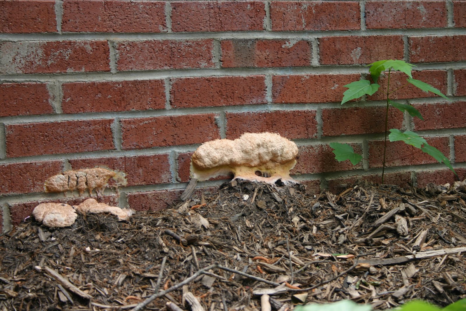 NCSU PDIC It Looks Like a Dog Threw Up in My Mulch Slime Molds