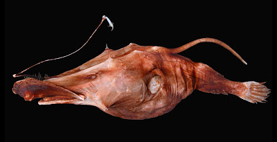L_amphirhamphus%5B1%5D