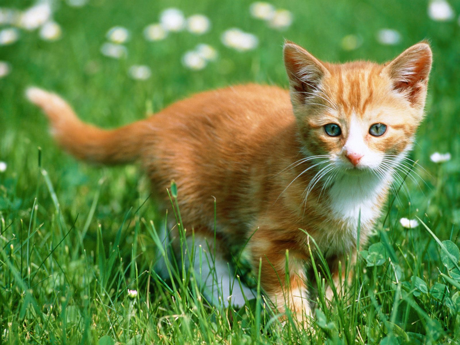 http://4.bp.blogspot.com/-hPOG3rgtdoc/UAcZVeeoS1I/AAAAAAAAA6Q/NwI6Ftk_OTs/s1600/catpicturess+(11).jpg
