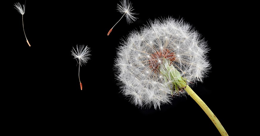 Elemental Fairies: Dandelion Seeds