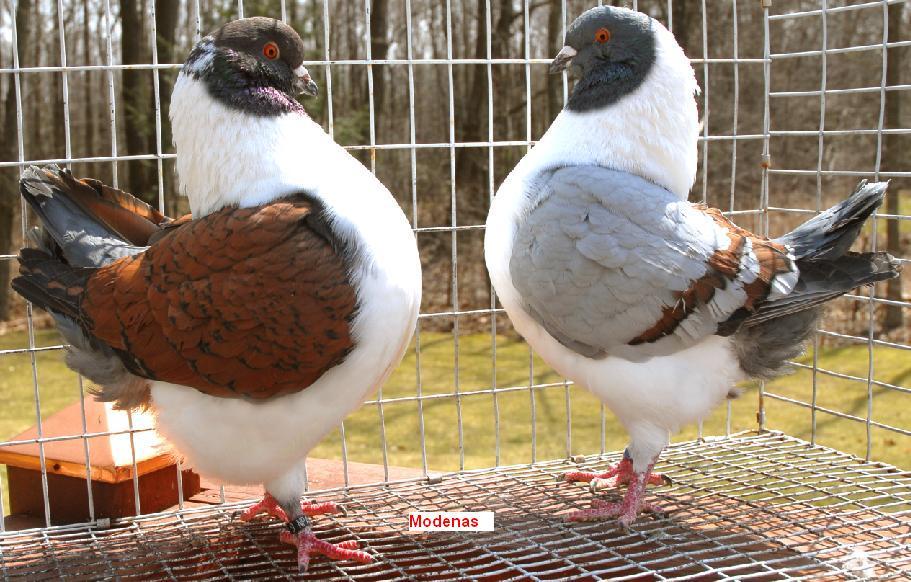 Fancy Pigeons