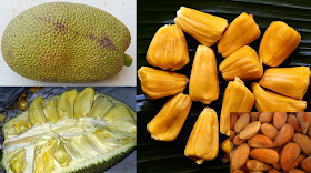 Jackfruit Farming Business