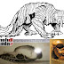 Mahluk Bunyip Legenda Aborigin Mahluk Bunyip Legenda Aborigin