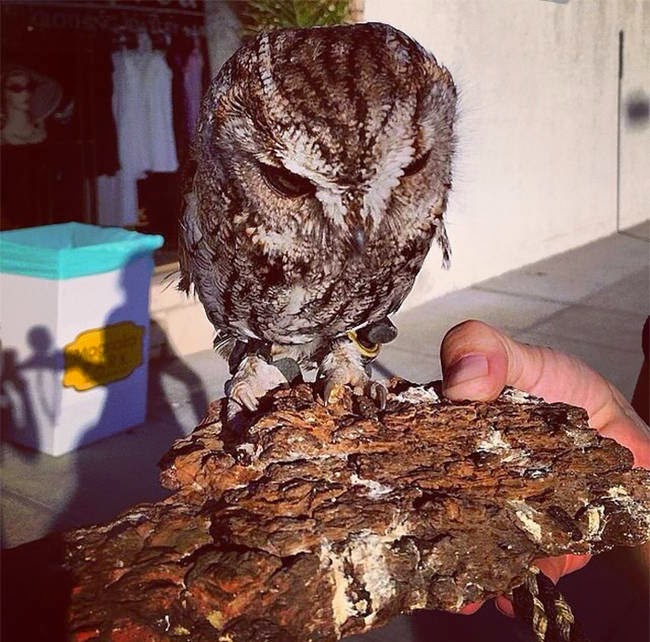 And because of his condition, they couldn't exactly just release him back into nature. - It Appears This Gorgeous Blind Owl Has Awe Inspiring Constellations In His Eyes And because of his condition, they couldn't exactly just release him back into nature. - It Appears This Gorgeous Blind Owl Has Awe Inspiring Constellations In His Eyes