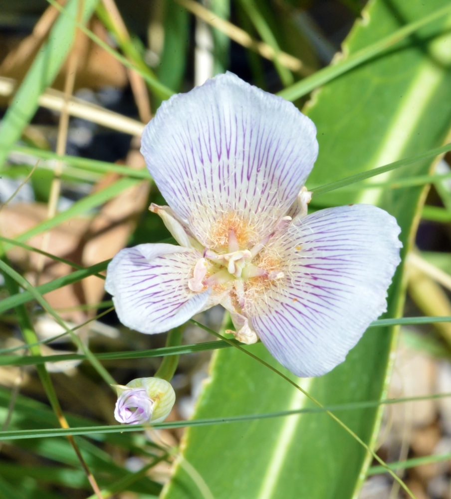 Alakli Mariposa Lily, Calochortus striatus Alkali Mariposa Lily_1227