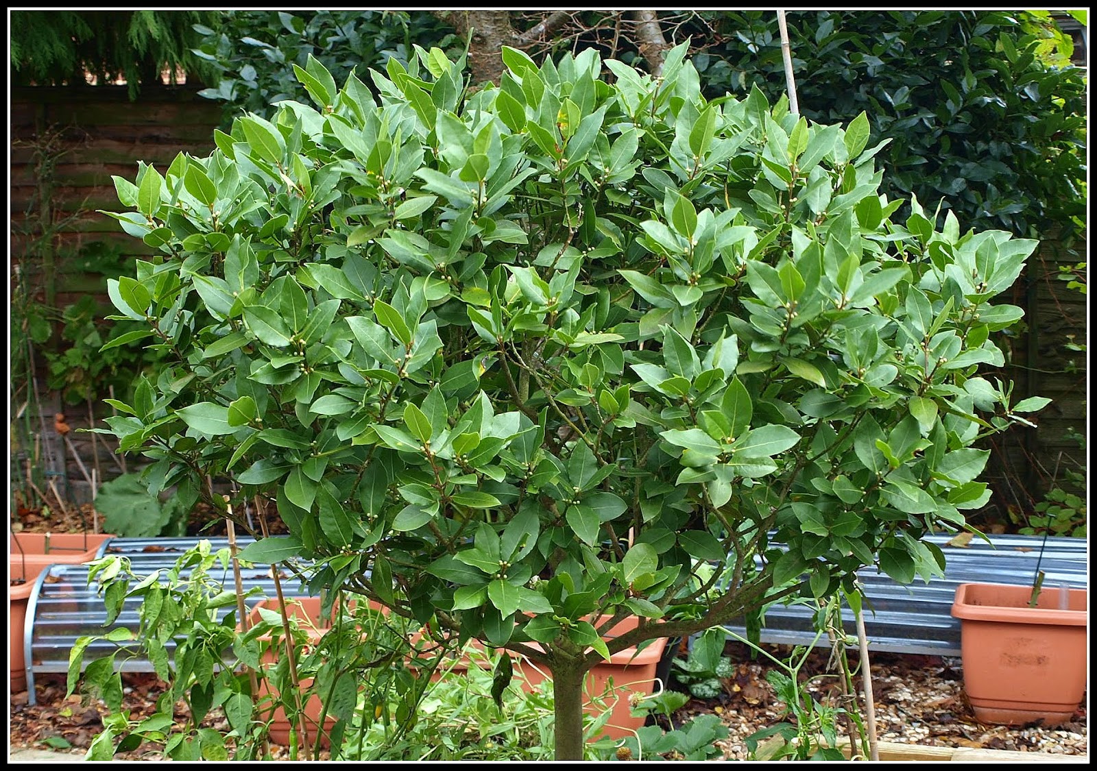 Mark's Veg Plot Repotted Bay trees a success story