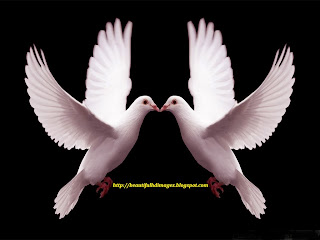 http://beautifulhdimages.blogspot.com/2013/12/pair-of-white-love-doves-wallpapers.html